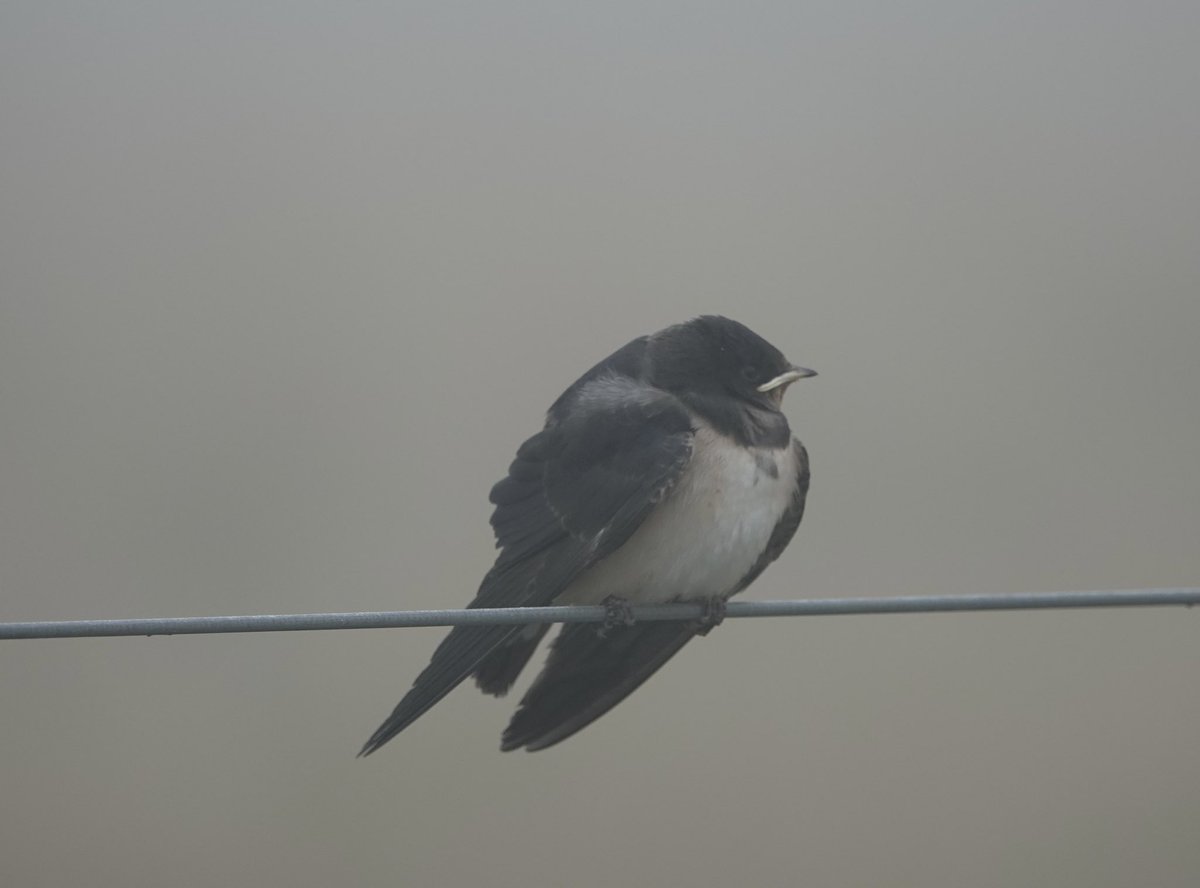 Juvenile Swallow - looking even more grumpy in the fog!