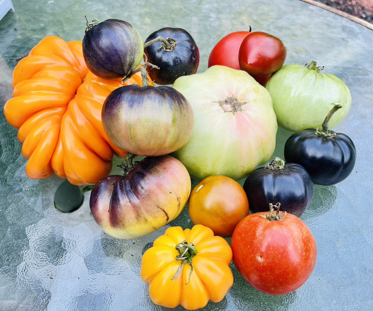 The color spectrum of heirloom tomatoes is truly remarkable! 💚
#tomatoes #organicgarden #garden #gardening
