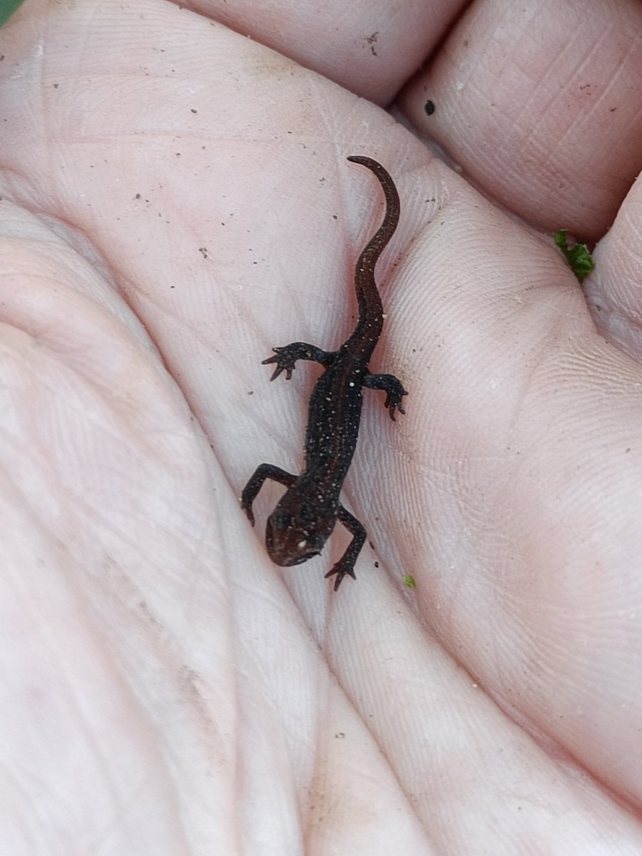 GerslLumir's tweet photo. Habt ihr schon mal sowas Kleines gesehen?🥰
Der kleine Molchi hat gerade seine Kiemen verloren, und macht seinen ersten Landgang.
#Naturgarten #Gartenteich #Molche https://t.co/2bmbbR3WvV