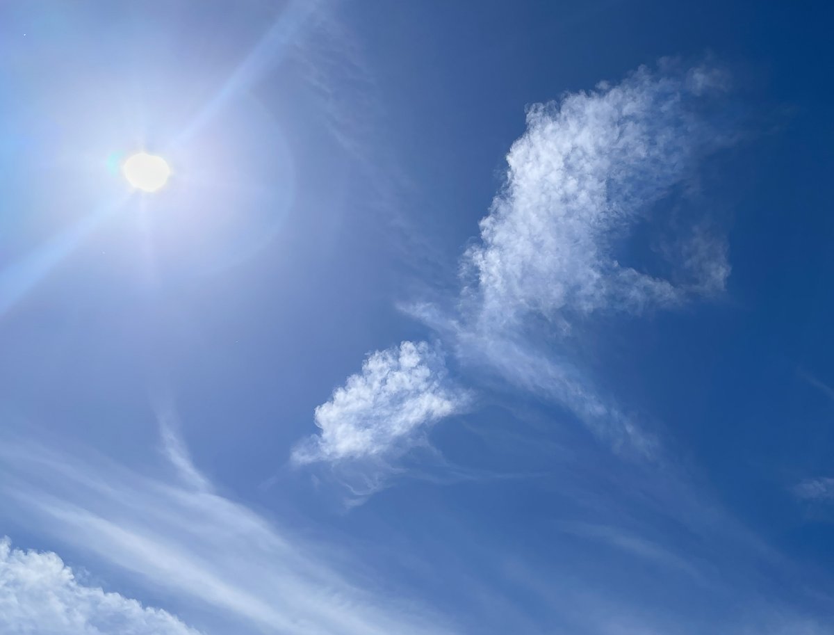 A bird spotted over Edinburgh, Scotland, by <a href="/LaineyBradley/">Elaine Bradley</a>