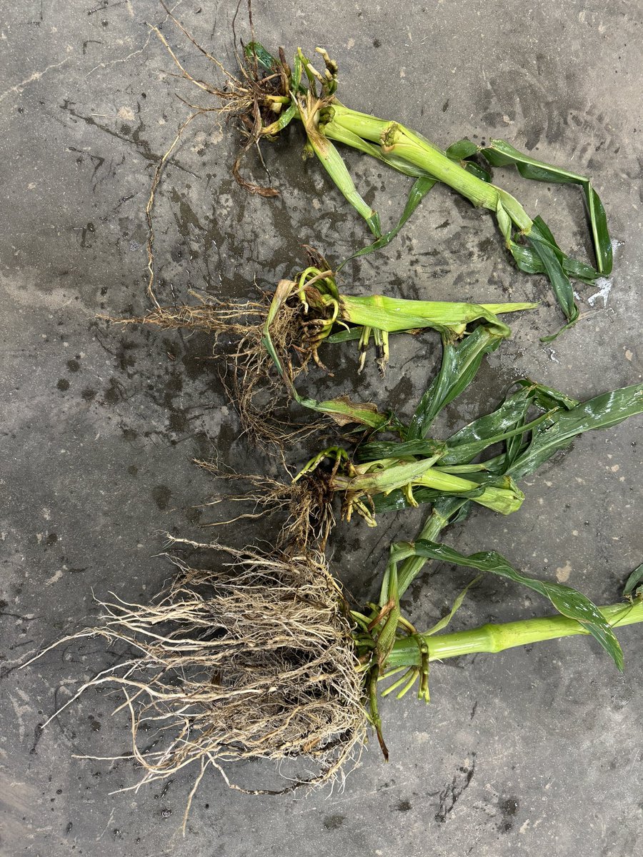 Field has a 3 year crop rotation and has never been corn on corn. 3 AM roots and 1 Qrome. Northern CRW are here and don’t seem to care about rotation; I foresee <a href="/BrevantseedsUS/">Brevant seeds U.S.</a> Qrome and Vorceed hybrids becoming more popular in central SD.