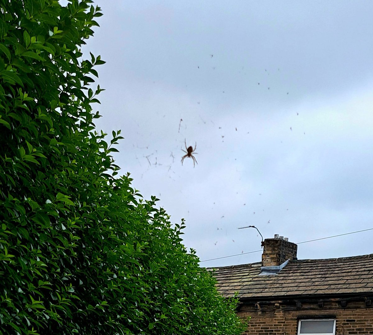 PTwithRob's tweet image. Looks like this spider has attached his Web to the sky!