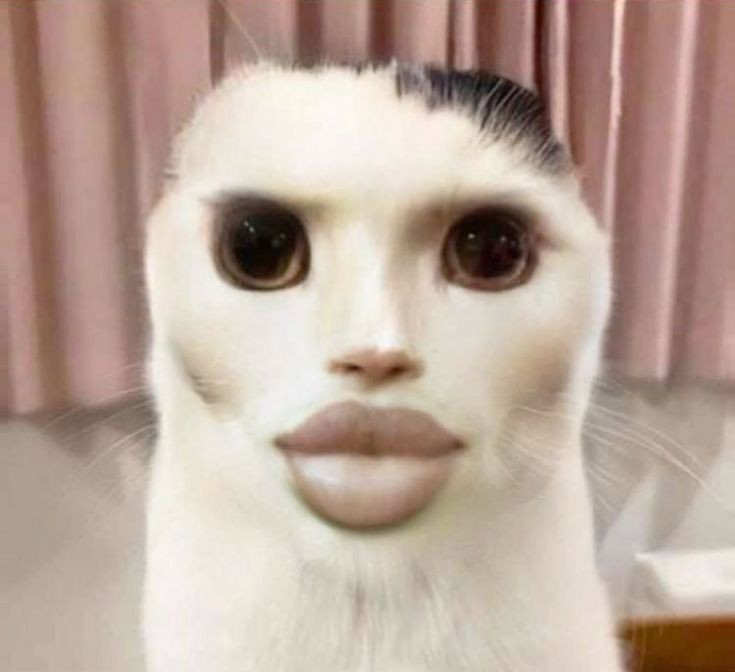 bsnork29067's tweet photo. cute🤡🤡🤡 #catmewing #kimak #catlovers #sadboy #sadgurl #sialko #sad #PicturesSad #sadreality #JustinBieber https://t.co/xWt2o2zzSK