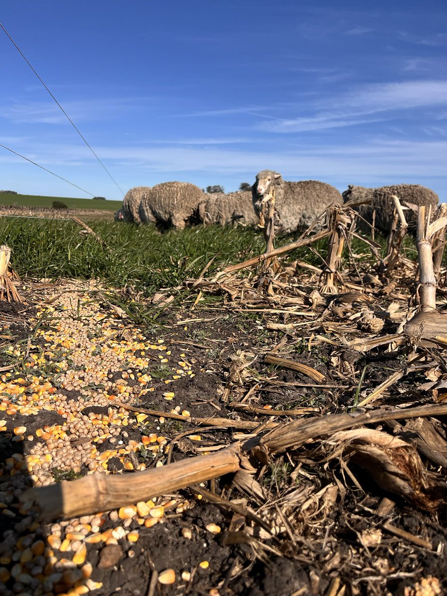El Cencerro agro consultora tweet media