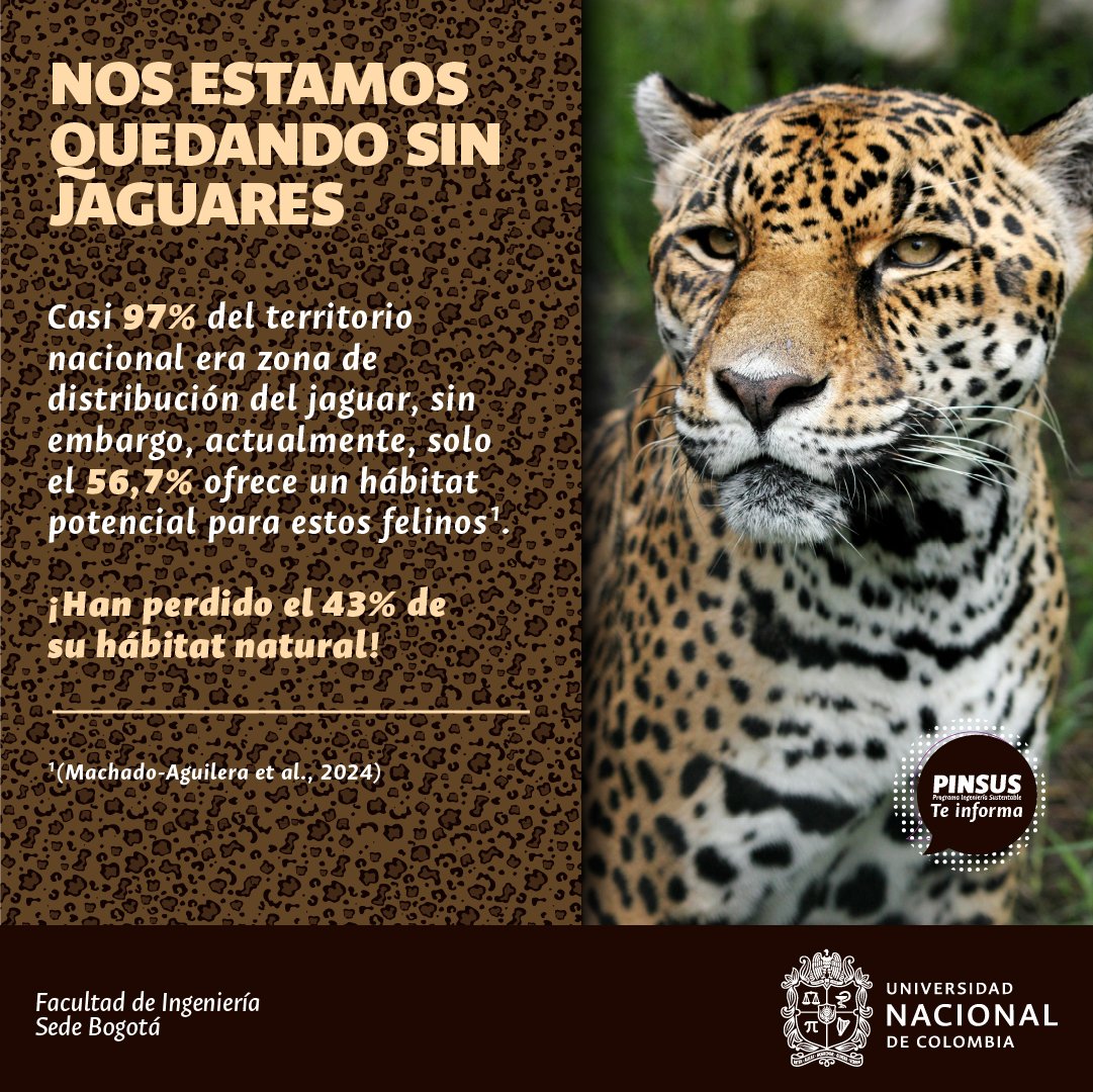 PinsusFIUN's tweet photo. 🐆 El Jaguar es el felino más grande de América. Una especie esencial para el ecosistema, actuando como depredador y regulador🐆.  Sin embargo, es una especie en declive, y estudios recientes no son alentadores 🌿. 

¡Te invitamos saber más! https://t.co/gXzJqx84NW