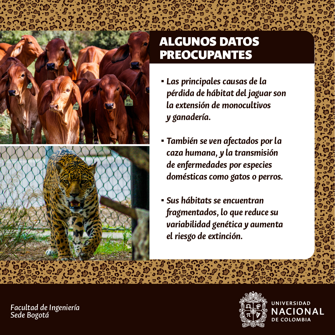 PinsusFIUN's tweet photo. 🐆 El Jaguar es el felino más grande de América. Una especie esencial para el ecosistema, actuando como depredador y regulador🐆.  Sin embargo, es una especie en declive, y estudios recientes no son alentadores 🌿. 

¡Te invitamos saber más! https://t.co/gXzJqx84NW