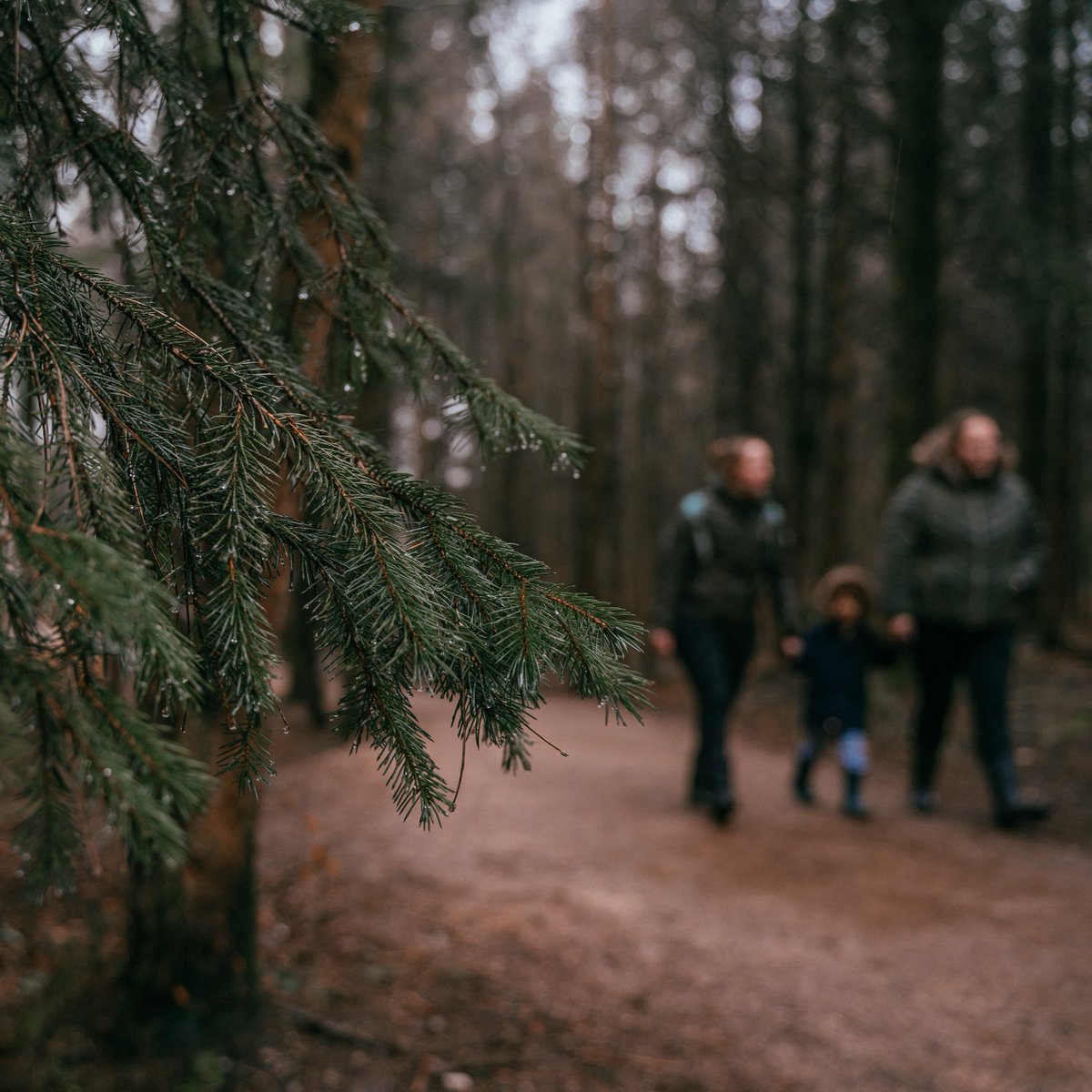 Did you know that petrichor is a word to describe the smell of rain? 🌧

There's nothing like the earthy scent of the forest after a wet week of weather 🌳

Plan a visit this weekend and set your senses free 👉 forestryeng.land/visit-plan