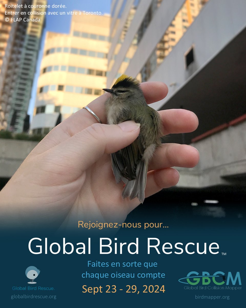 You can help save the world's birds during #GlobalBirdRescue from Sept 23-29, 2024 . Join us, bird conservation groups and the public around the world to rescue and document birds that have collided with buildings. globalbirdrescue.org