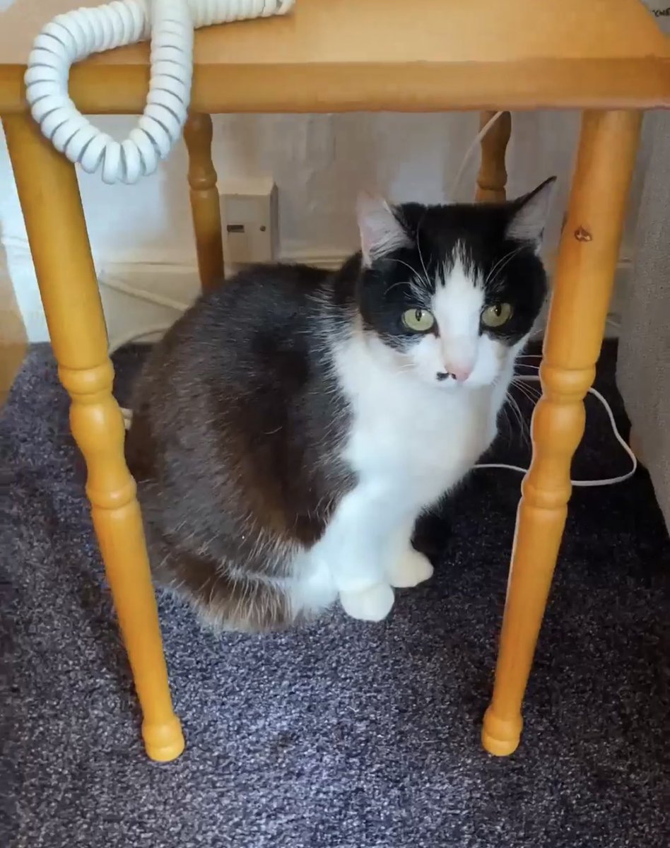 Help2Rehome Scotland tweet media