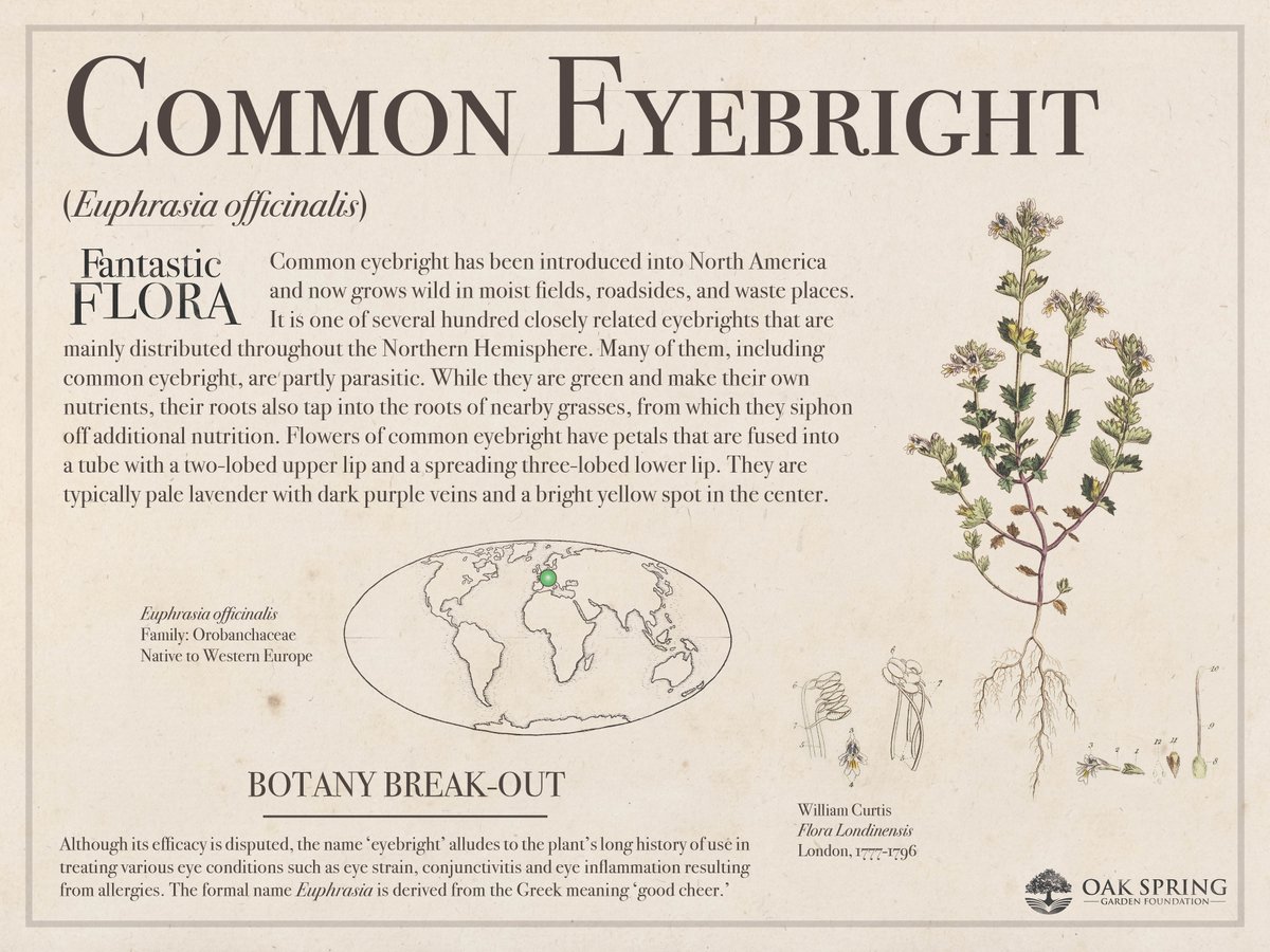 Happy #FantasticFloraFriday! Today's featured plant looks cheerful and friendly, but it has a sneaky way of supplementing its energy.

For more eye-opening plants, visit fantasticflora.online.