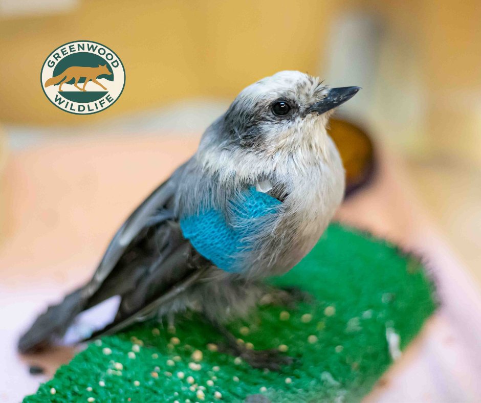 Greenwood_CO's tweet photo. Check out our #PatientOfTheWeek, a #CanadaJay that was found on the ground, injured and unable to fly near a lake in the Idaho Springs area.

This patient had injuries to a wing, but after care and rest at #GreenwoodWildlife, the bird is on the mend. https://t.co/tgjOWDfyYf