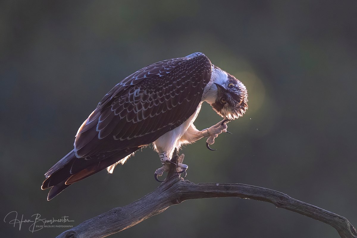 Op 30 augustus mocht ik weer een visarend fotograferen in Twente. Met supermooi tegenlicht. De vogel bleek 6 weken eerder als nestjong geringd te zijn in Noorwegen.