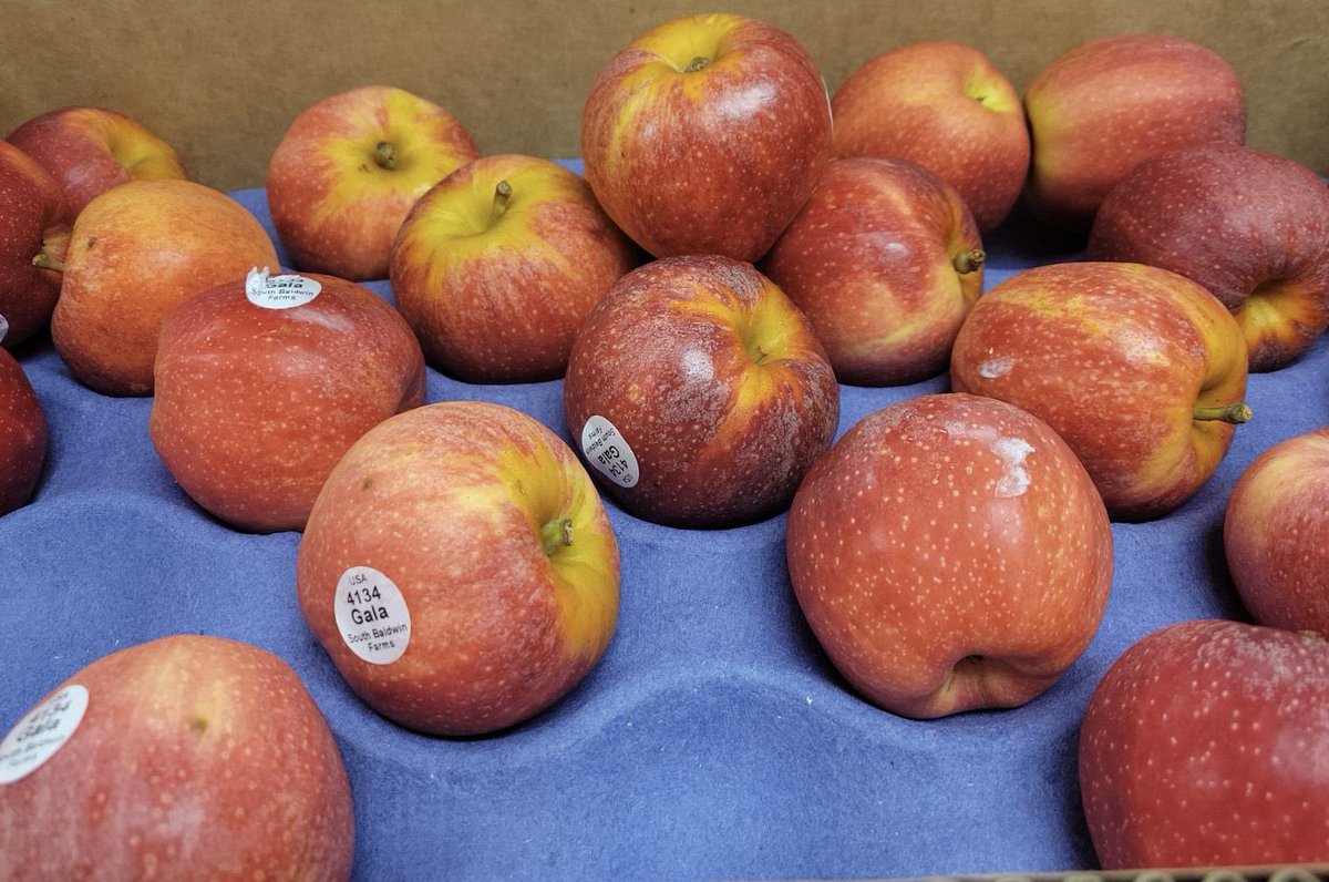 USD232Food's tweet photo. It’s Farm to Fork Friday! Today’s feature product are Gala Apples 🍎 from South Baldwin Farms in Baldwin City, KS. They are perfectly crisp and crunchy apples! #232Food #FuelingKSKids https://t.co/OvP5fs3TbL