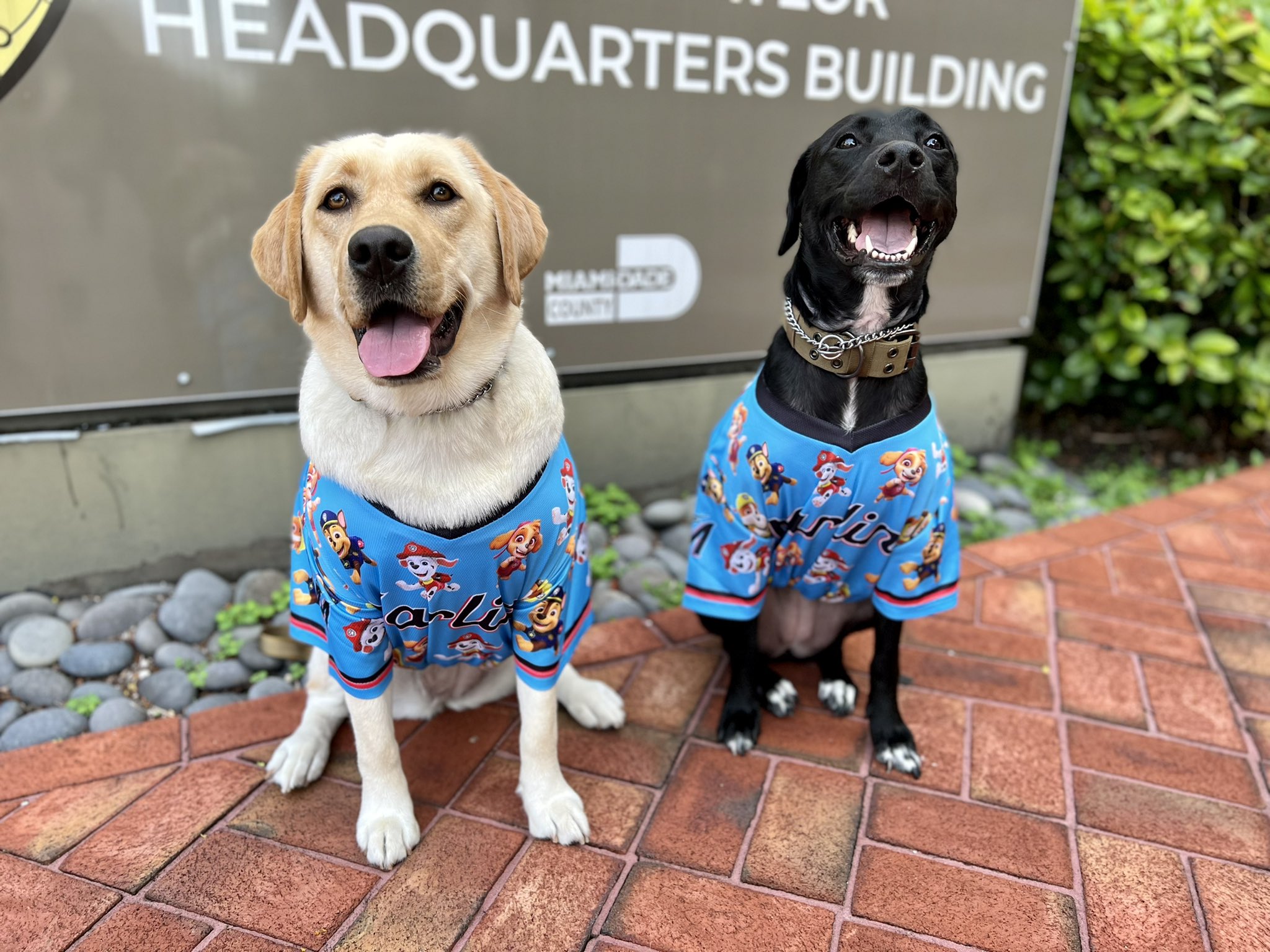 Miami Dade Police on X We have Paw Patrol fans Thank you Marlins for the jersey s Join the Marlins Paw Patrol Day this Sunday as we celebrate first responders both
