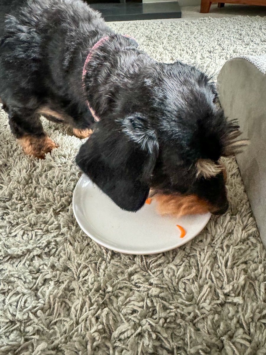 Princess Isabella Dachshund tweet media