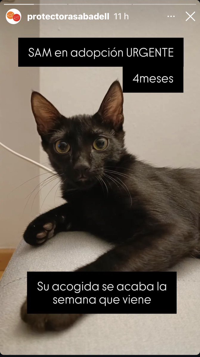El Sam està d’acollida a casa d’una de les nostres voluntàries. 
Necessitem una família per ell. 
És un solete 
💜🙏🏻🙏🏻🙏🏻🙏🏻🙏🏻🙏🏻🙏🏻🙏🏻🙏🏻🙏🏻