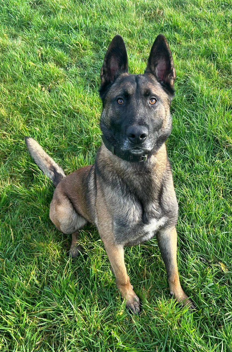 Overnight in Shropshire PD Diesel and handler were tasked with a search for a vulnerable person in a rural location. The team has promptly located the person, bringing the incident to a safe conclusion.