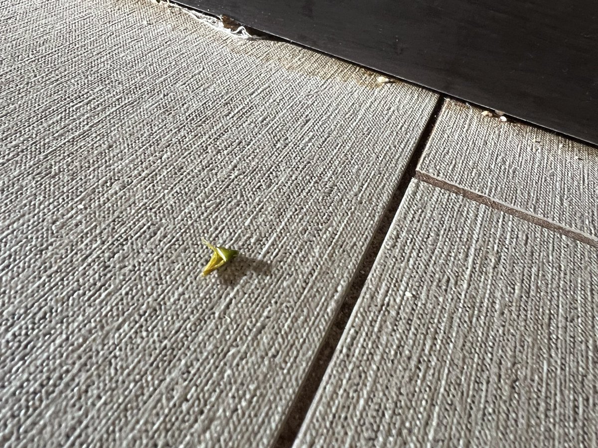 mcnarrys's tweet image. Opted to check out 2 days early from @HiltonHotels Scotts Valley/Santa Cruz. Seriously is this what @HiltonHonors hotels has become! Look at some of the extra “cleanliness” details! 1st Room stank of smoke and this was the 2nd Option! #hilton #candobetter #reply