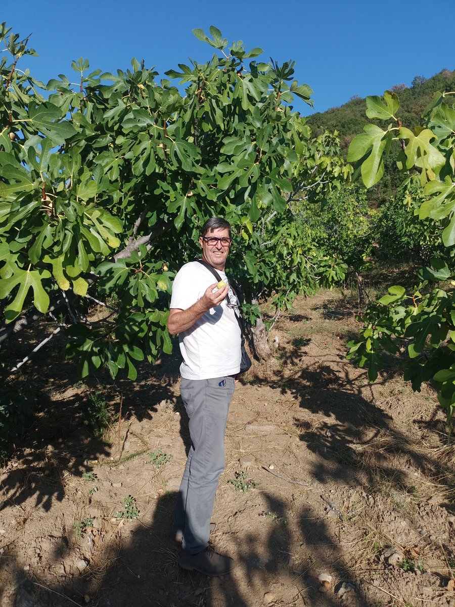 Bu yılda taze inciri dalından yedik. Seneye inşallah diyelim. 
#Aydın 
#incir