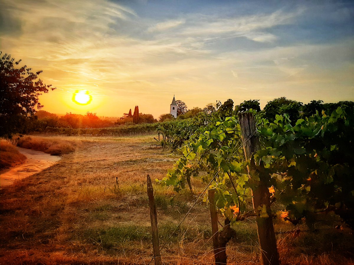 OE_Markus's tweet photo. Die Natur macht die schönsten Farben. 🤩
#Sonnenuntergang 
#sunsetphotography 
#Weinlese #Wein #Trauben https://t.co/OqwznOJ0GU