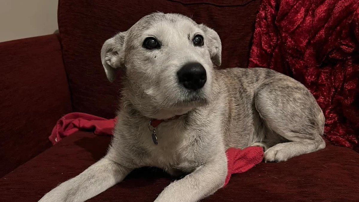 AdoptionsUk's tweet photo. Please retweet to help Belle, AGED 12,  find a home #LONDON #UK  AVAILABLE FOR ADOPTION, REGISTERED BRITISH CHARITY ✅  
Schnauzer Cross, abandoned on the streets, long overlooked. Poor Belle has waited nearly 2 years for a home💔💔💔💔💔
Details or apply for Belle👇  
https://t.co/UZXIBBh3k9
When she was found, she had spent several hours growing increasingly anxious while tied up alone outside a supermarket. The police were called and they brought her to Mayhew where she received food, water, and emergency medical care.
Beautiful Belle is our "Star Dog" because she is constantly overlooked. She's an intelligent girl who is full of personality. She doesn't appreciate being overhandled by strangers but once she’s built up trust with someone, she's quick to show her affectionate side and enjoys receiving love and attention. She loves going for long walks, taking in all the best smells but prefers to keep her distance from other dogs.   She also enjoys basking in the sun and rolling around in the grass. In the right home with an understanding and patient owner this girl will make a loving and loyal companion. Belle needs an adult home as the only pet.   
Overlooked, please give her a share  🙏🙏🙏🙏🙏
 #pets #animals #adoptdontshop #England
@themayhew