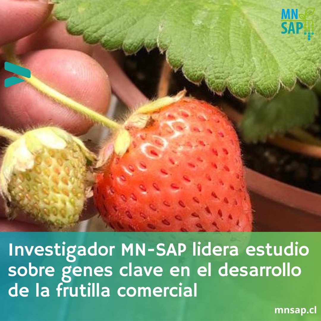 Núcleo Milenio MN-SAP (@nucleo_mnsap) on Twitter photo 🔬🌱 El Dr. Carlos Figueroa, investigador de MN-SAP, lidera un estudio sobre genes clave en el desarrollo de la frutilla comercial 🍓. <a href="/dbvb_utalca/">dbvb_utalca</a>
🌱Lee más sobre esta investigación en el siguiente enlace:
🔗bit.ly/3MAzoDC 🔬🌱 El Dr. Carlos Figueroa, investigador de MN-SAP, lidera un estudio sobre genes clave en el desarrollo de la frutilla comercial 🍓. <a href="/dbvb_utalca/">dbvb_utalca</a>
🌱Lee más sobre esta investigación en el siguiente enlace:
🔗bit.ly/3MAzoDC