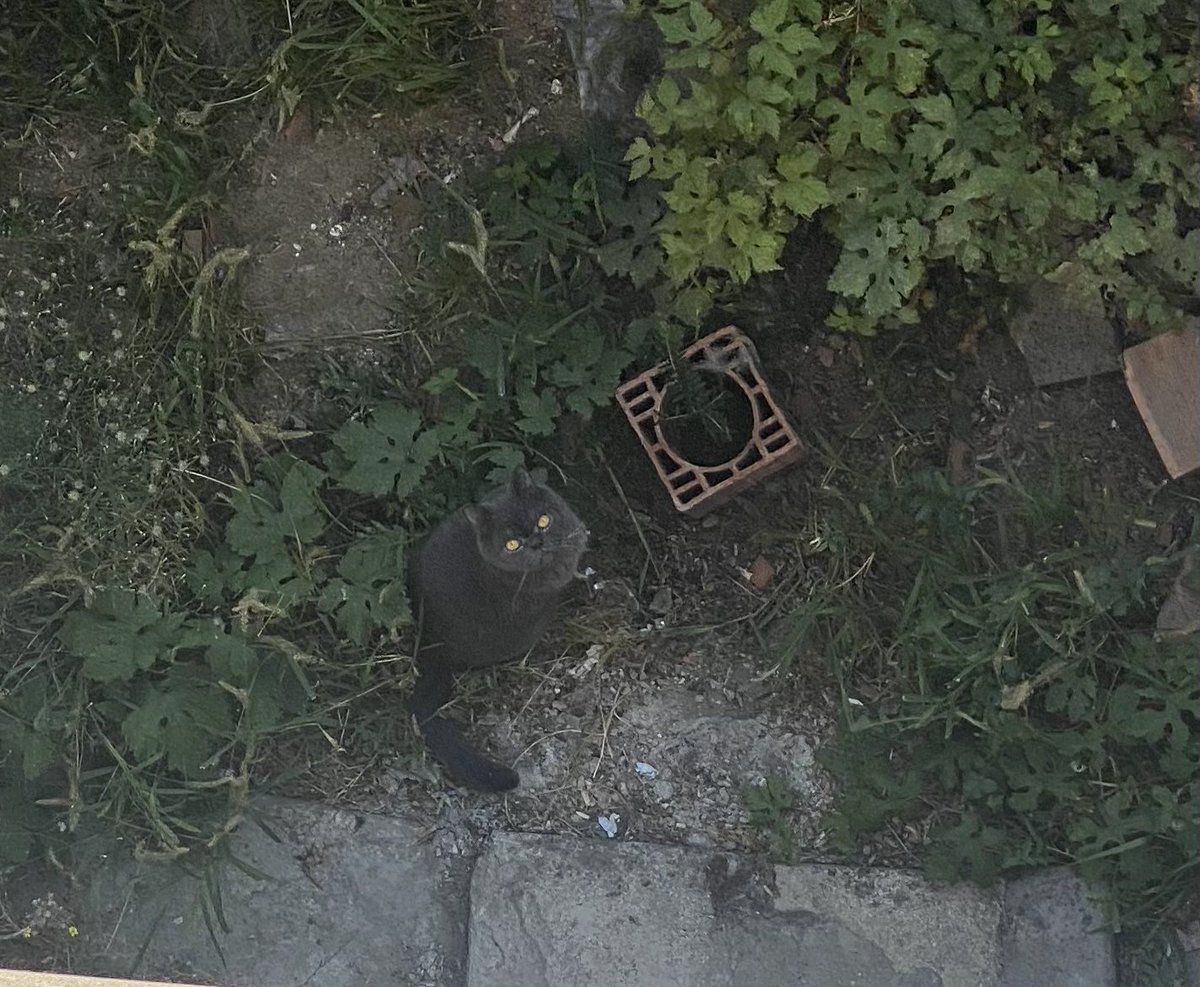 EsraKorall's tweet photo. @kayipdostlar Yeşilkent mahallesi avcılar / İstanbul da evden kaçtığını düşünüyoruz tasması var. Evini bulmamız için herkesten yardım rica ediyorum. #kayıp #kedi #kayıpkedi https://t.co/9gNPDXxI2p