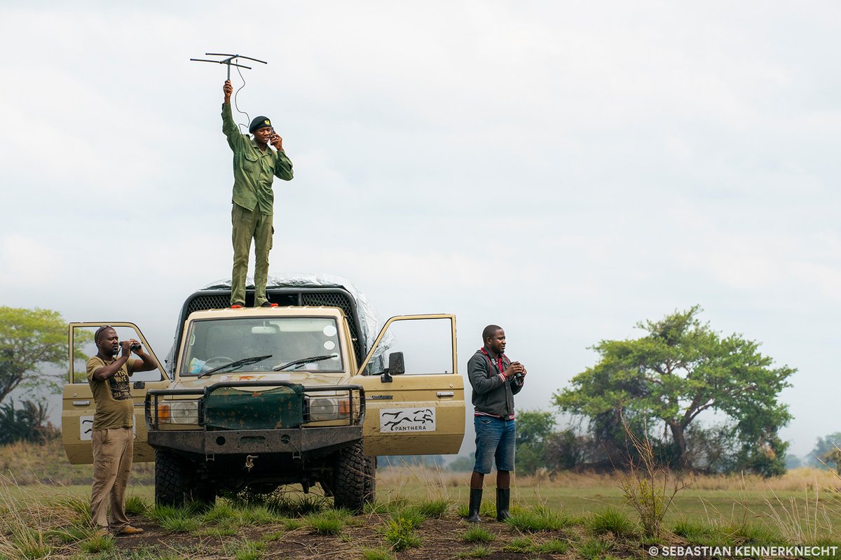 Do you have a passion for wildlife conservation and research? Panthera is hiring all over the world! We are currently looking for motivated individuals and defenders of wild cats...