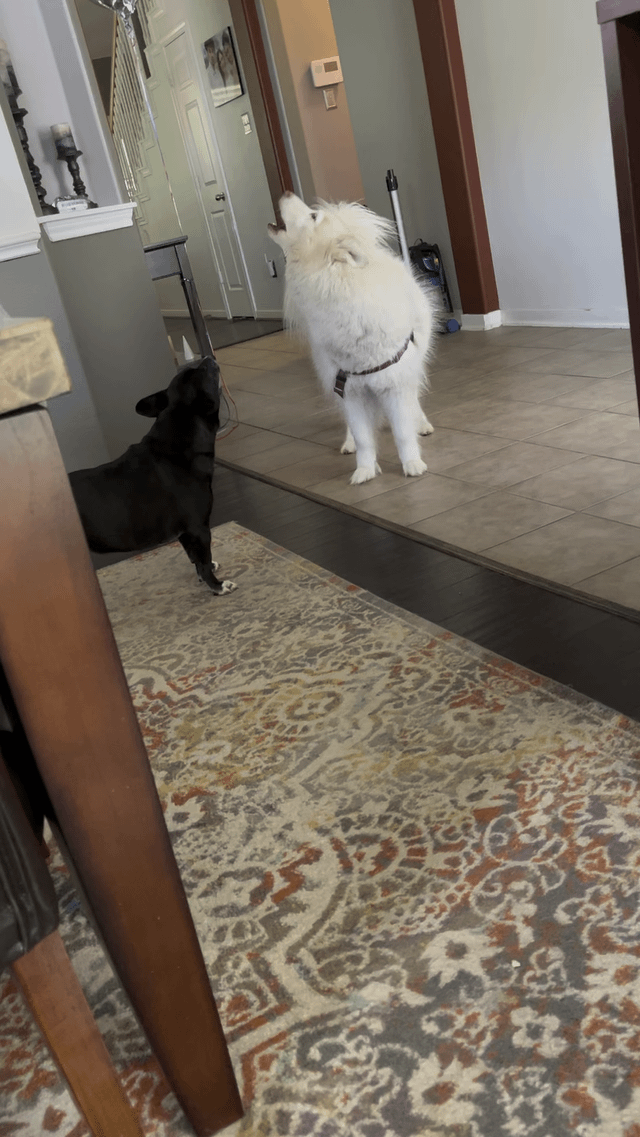 HuskyCanada's tweet photo. When your non-husky is raised by huskies… poor baby tries his hardest. https://t.co/KxtDKd8CPu https://t.co/EKJw07NLxk