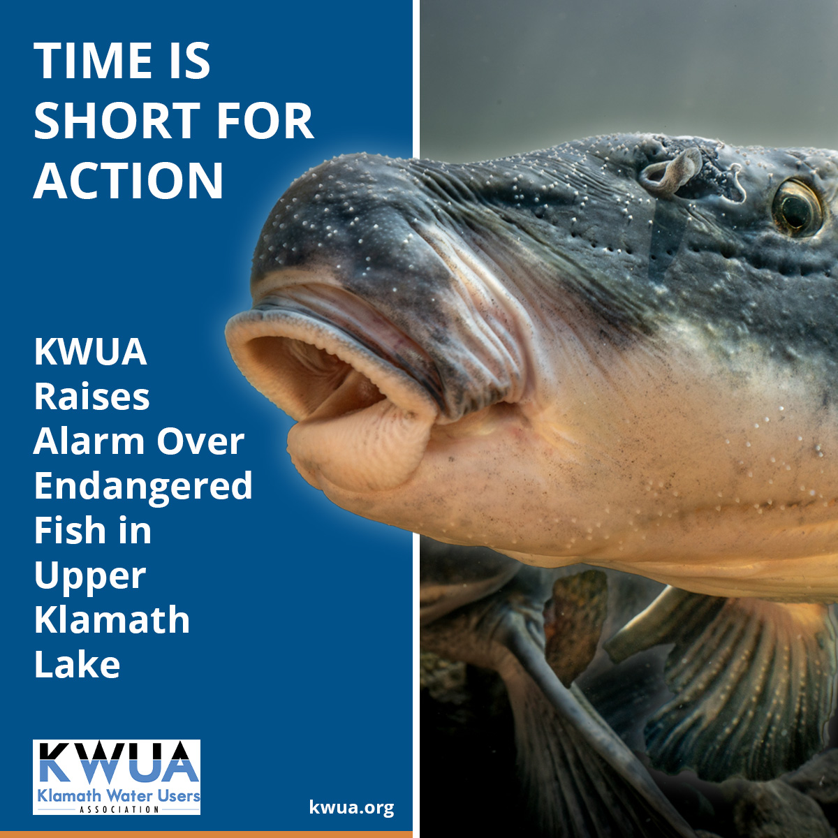 KWUA warns about decline of endangered fish in Upper Klamath Lake: Time is short for effective action.

Monitoring from 2024 shows a marked decrease in adult fish being detected at all locations.

kwua.org/kwua-warns-abo…