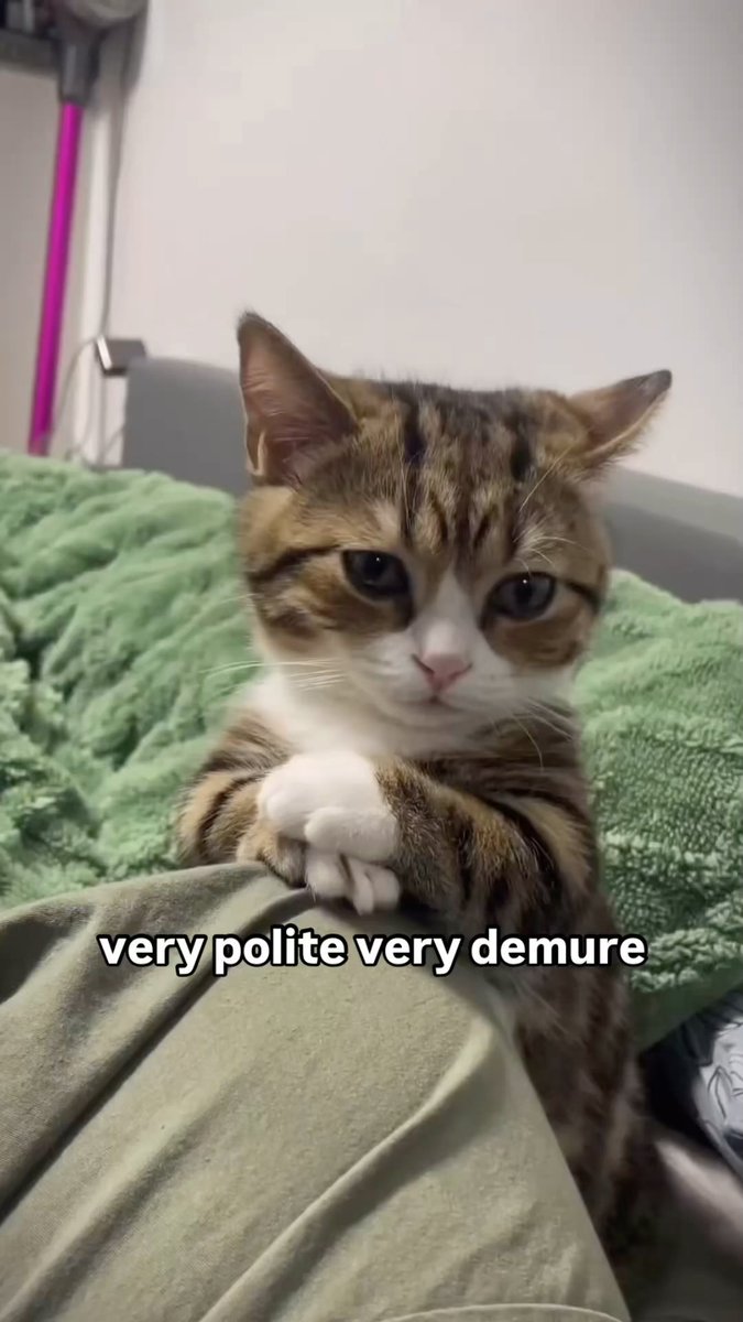 Cat Dealer tweet media