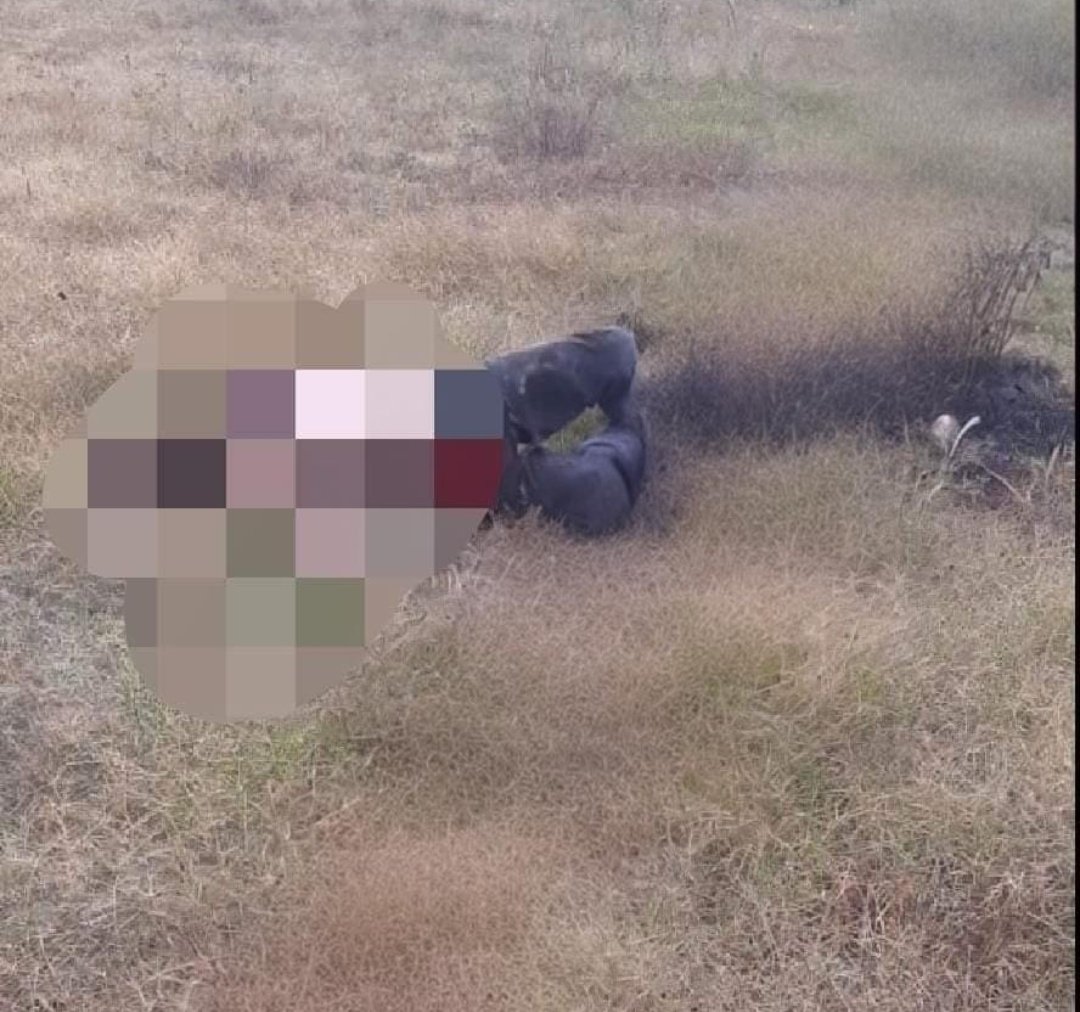 Mau_Jimenz's tweet photo. 3 #linchados en 24 horas en Puebla 🚨
Ayer un presunto extorsionador en San Hipólito Xochiltenango en #Tepeaca y hoy dos más en la comunidad de Xochimilco en #Tecamachalco, dos presuntos ladrones fueron sorprendidos robando una camioneta, uno fue quemado y el otro golpeado. https://t.co/aelpkdJ00i