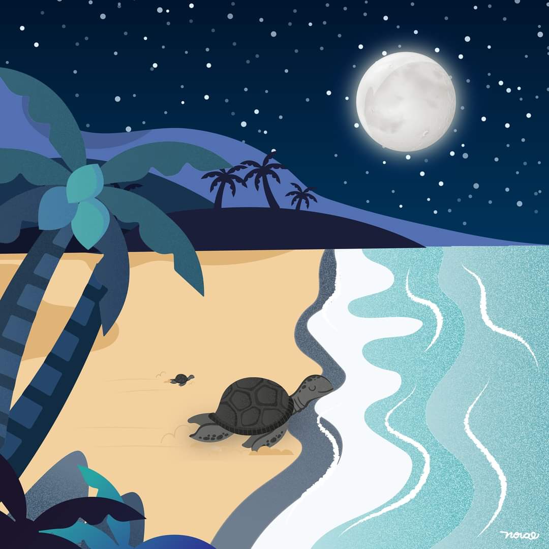 noraespiinal's tweet image. Empieza la veda de la Tortuga Golfina en Choluteca.🐢 Si tienen la oportunidad, no duden en hacer el voluntariado. Recolectar los huevos, incubar y liberarlas en los meses de oct y nov. De los regalos de la naturaleza que vivimos los sureños.✨️