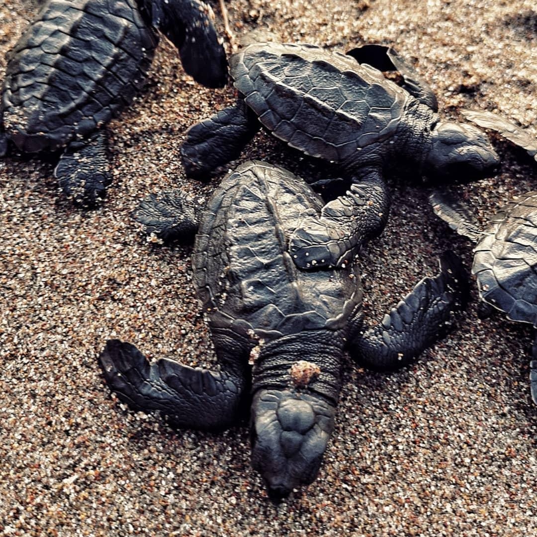 noraespiinal's tweet image. Empieza la veda de la Tortuga Golfina en Choluteca.🐢 Si tienen la oportunidad, no duden en hacer el voluntariado. Recolectar los huevos, incubar y liberarlas en los meses de oct y nov. De los regalos de la naturaleza que vivimos los sureños.✨️