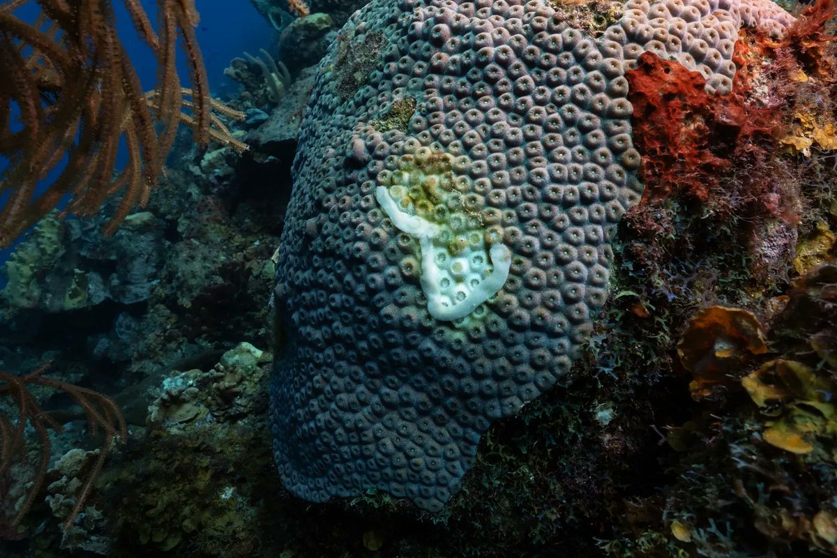 Pulitzer Center (@pulitzercenter) on Twitter photo A mysterious illness called stony coral tissue loss disease has been ravaging reefs across the Caribbean. Scientists have found a way to stop it with amoxicillin, a popular antibiotic.
Grantees <a href="/BenjiSJones/">Benji Jones</a> & <a href="/jadlerphoto/">Jennifer Adler</a> report for <a href="/voxdotcom/">Vox</a>.
👉 bit.ly/4gc8zmK A mysterious illness called stony coral tissue loss disease has been ravaging reefs across the Caribbean. Scientists have found a way to stop it with amoxicillin, a popular antibiotic.
Grantees <a href="/BenjiSJones/">Benji Jones</a> & <a href="/jadlerphoto/">Jennifer Adler</a> report for <a href="/voxdotcom/">Vox</a>.
👉 bit.ly/4gc8zmK
