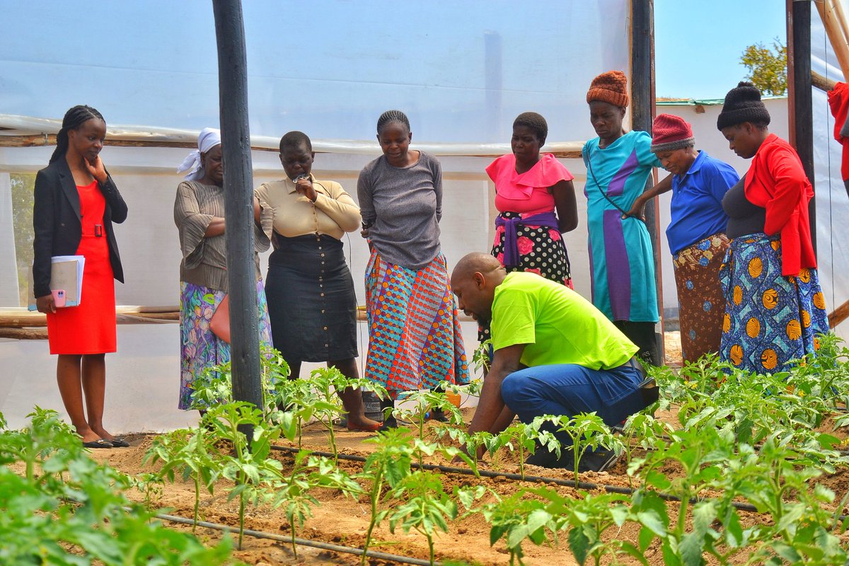 "Empowering women, enriching communities! We're grateful for @IM_Swedish's support in Chiweshe, where our women farmers are thriving in tomato greenhouses! Together, we're building climate resilience through smart farming. #WomenInAg #SmartFarming #ClimateResilience"