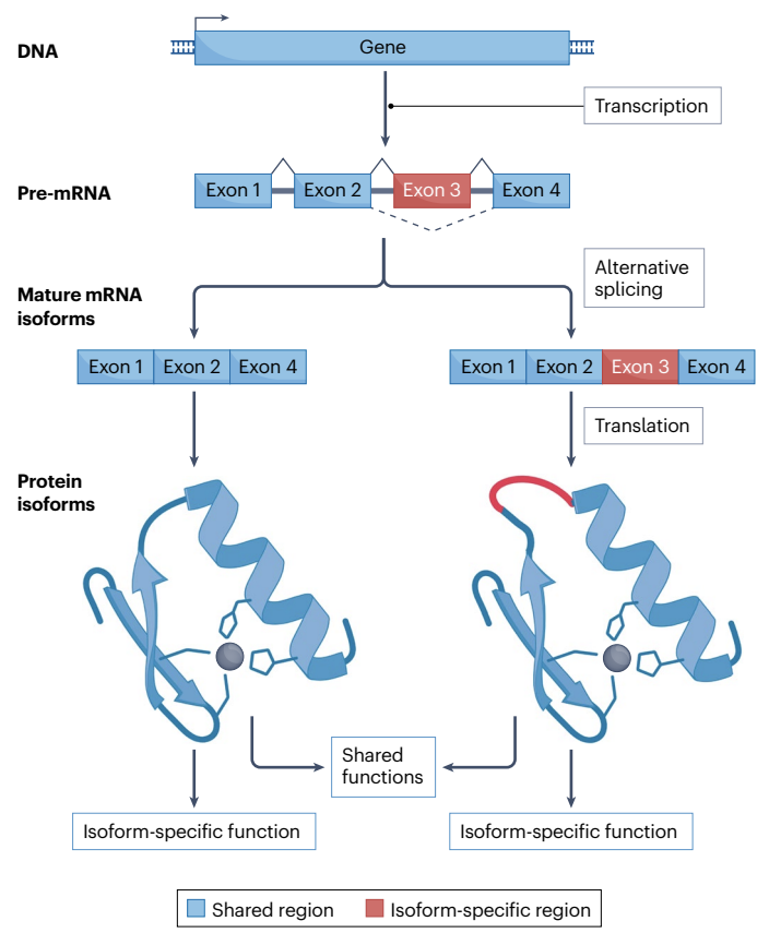 I found this review on protein isoforms, derived from alternative splicing, very interesting

👉most genes produce multiple protein isoforms🧬🔄
👉isoforms can be tissue-/disease-specific
👉potential for therapeutic modulation or for biomarker discovery

nature.com/articles/s4157…