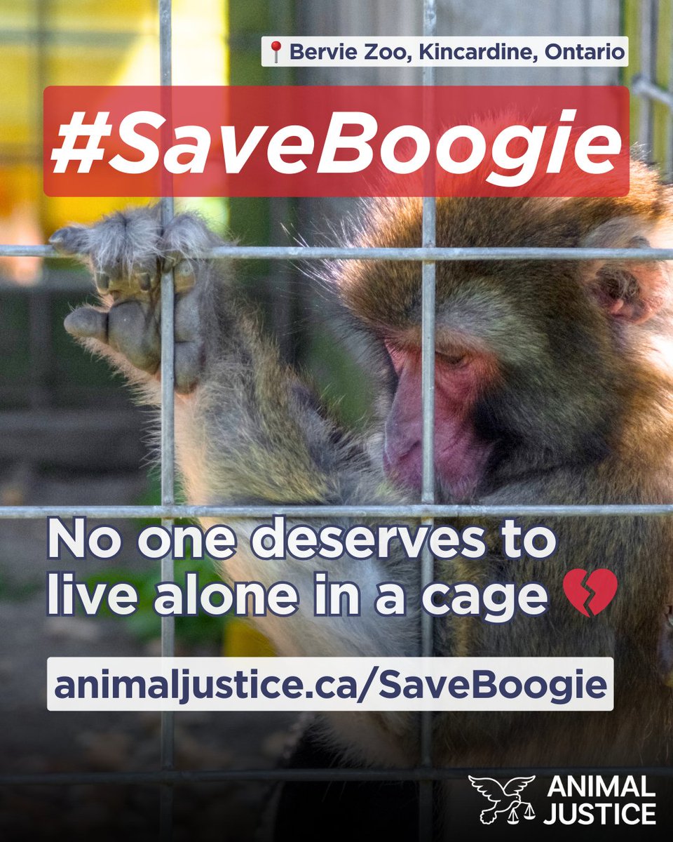 Boogie has suffered for years, confined to a tiny cage at Bervie Zoo in Kincardine, Ontario. For 3 summers in a row, Animal Justice has seen him in isolation, performing troubling repetitive behaviours: biting himself, spinning, &amp; pacing endlessly—signs of mental anguish 💔