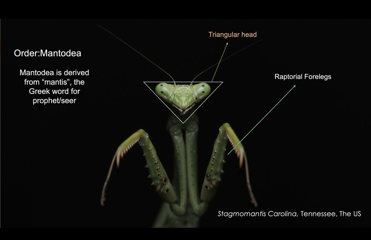 ALFRED DANIEL J (דָּנִיֵּאל) (@danieljalfred1) on Twitter photo It was truly an inspiring experience teaching insect classification to a group of enthusiastic students at <a href="/lipscomb/">Lipscomb University</a> . There’s nothing more motivating than interacting with such attentive and eager learners. I’m deeply grateful to Prof. Lewis for this wonderful opportunity. It was truly an inspiring experience teaching insect classification to a group of enthusiastic students at <a href="/lipscomb/">Lipscomb University</a> . There’s nothing more motivating than interacting with such attentive and eager learners. I’m deeply grateful to Prof. Lewis for this wonderful opportunity.