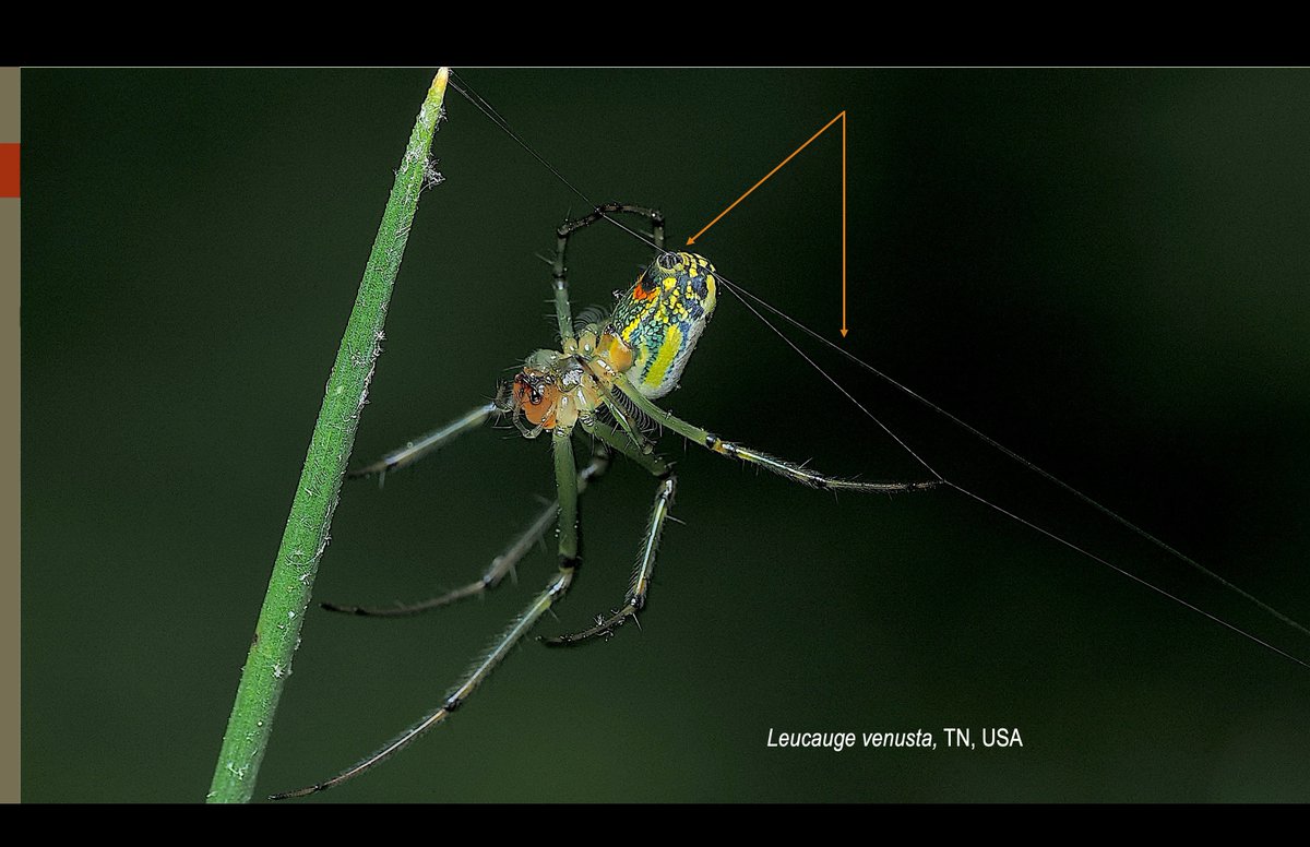 ALFRED DANIEL J (דָּנִיֵּאל) (@danieljalfred1) on Twitter photo It was such a rewarding experience to teach an engaged group of students about spiders at <a href="/lipscomb/">Lipscomb University</a> University. Their attentiveness made the session even more enjoyable and meaningful. Many thanks again Prof. Lewis! #entomology #insects #spiders <a href="/LipscombBisons/">Lipscomb Bisons</a> #teachingfeelings It was such a rewarding experience to teach an engaged group of students about spiders at <a href="/lipscomb/">Lipscomb University</a> University. Their attentiveness made the session even more enjoyable and meaningful. Many thanks again Prof. Lewis! #entomology #insects #spiders <a href="/LipscombBisons/">Lipscomb Bisons</a> #teachingfeelings