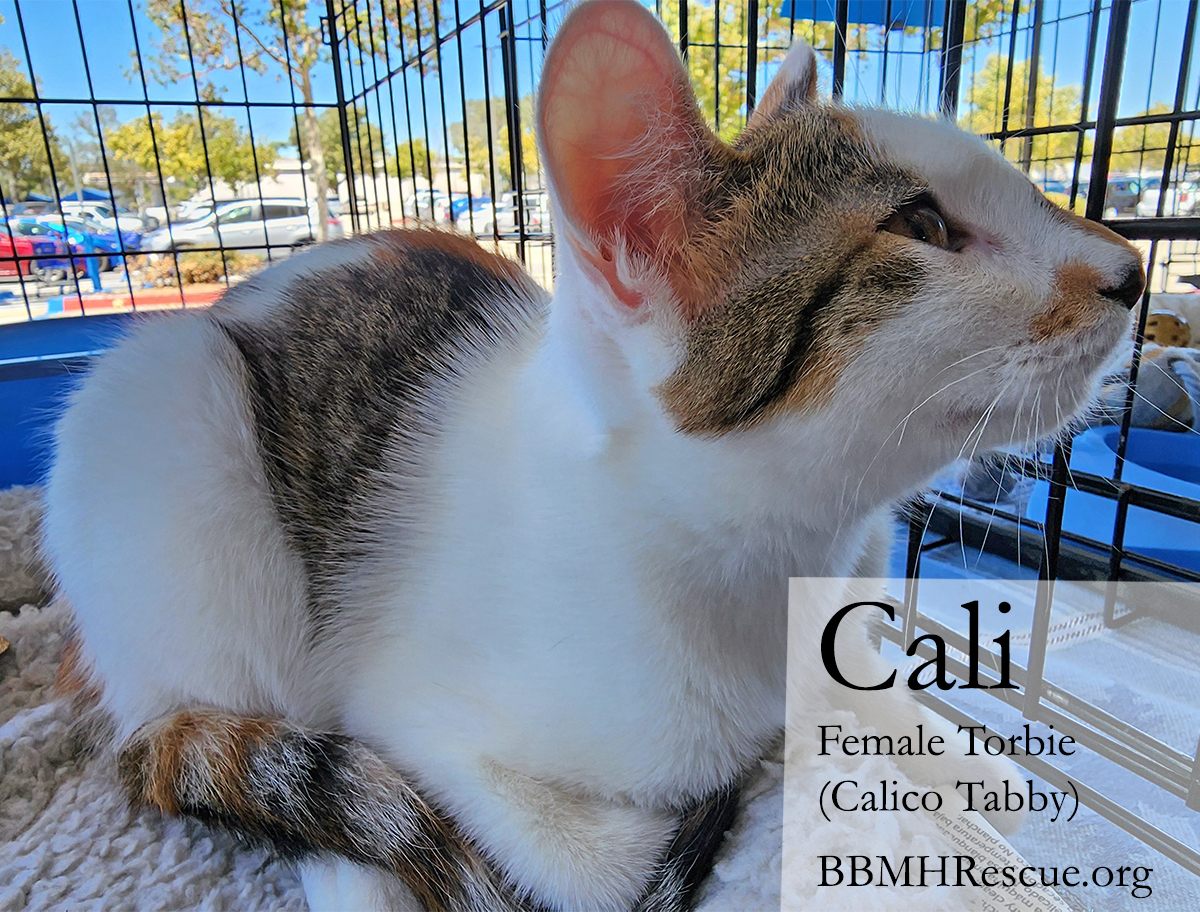 BBMHRescue's tweet photo. BBMHR No Adoptions this Weekend due to outdoor heat, 2 Kittens Available 🐱❤🐺😍🐾 - https://t.co/mnGxat5X3c  #catrescue #kitten #kittens #cats #temecula https://t.co/jWGMugtkGD
