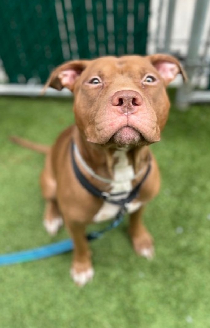 Marzipan is running out of time!
He has a kill command 
#NYCACC 
Just 4 years old
Has CIRDC and otitis externa 
He needs calm environment to relieve his fear and anxiety 
Please help save Marzipan!
#pledge #foster #adopt