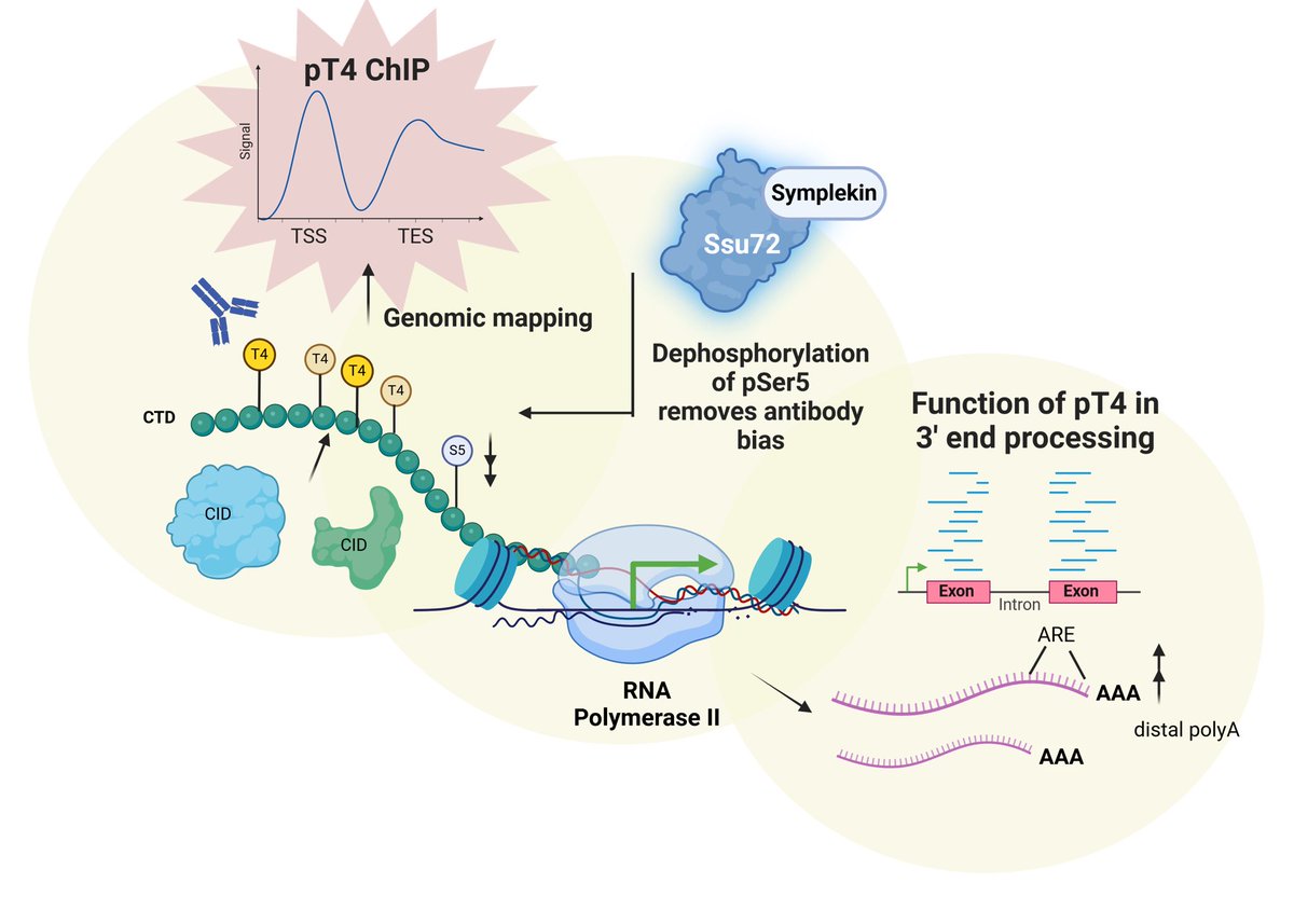 Thr4 phosphorylation in Pol II CTD is a "phantom mark," hidden until long after transcription ends! 👻 Our recent paper shows it's masked by nearby Ser5 phosphorylation, and we revealed it using a specific phosphatase.
Read more: bit.ly/3MVNLTf #Transcription