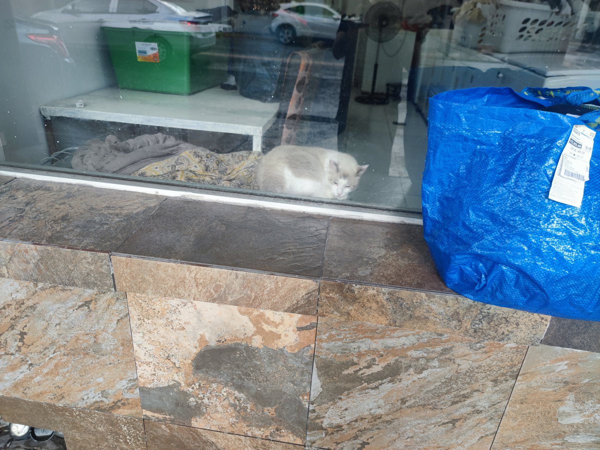 En esta lavandería hay un gato