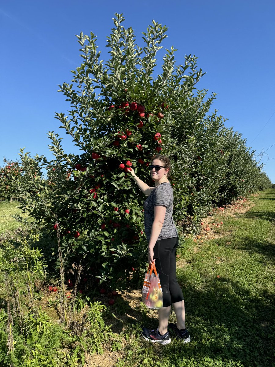 On Fridays, we pick apples 🍎