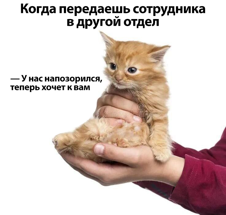 modulbank's tweet image. 