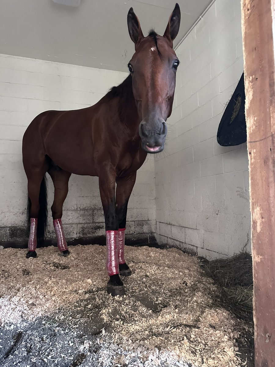 StrattonStable's tweet image. Whats Stanley Got &amp;amp; Chanceoflightning settled in to detention for tomorrow at yonkers

$225,000 2yr old filly sirestakes final 
♦️Chanceoflightning- Race 1 post 1

$250,000 Aria Invite 
♦️Whats Stanley Got- Race 9 post 3