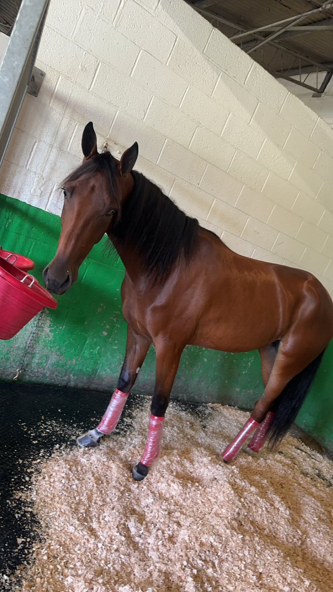 StrattonStable's tweet image. Whats Stanley Got &amp;amp; Chanceoflightning settled in to detention for tomorrow at yonkers

$225,000 2yr old filly sirestakes final 
♦️Chanceoflightning- Race 1 post 1

$250,000 Aria Invite 
♦️Whats Stanley Got- Race 9 post 3