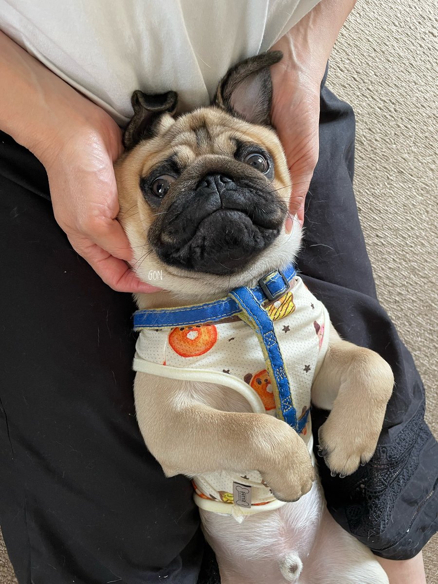 PugLovers94992's tweet photo. Hello everyone 
How is your day?🥰
#puglover  #pugs  #puggy
#USA  #uk #pugloverusa https://t.co/60vmkszloh