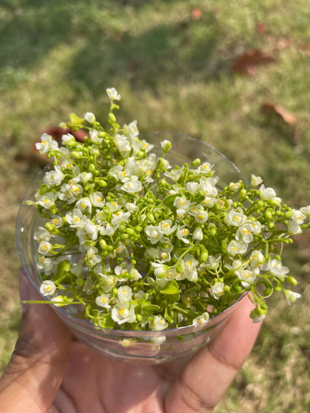 readthecloud's tweet image. คอลัมน์ #PageMaker รอบนี้ พาผู้อ่านสำรวจเบื้องหลังการทำช่อง #tinyflowers4159 หรือ #Tinyมีดอกไม้มาฝากดอกจิ๋วด้วย ให้กลายเป็นคอมมูนิตี้อบอุ่น สร้างความสุขในวันที่วิถีชีวิตในเมืองบีบให้ห่างไกลธรรมชาติขึ้นทุกที #TheCloud readthecloud.co/tiny-flowers-t…